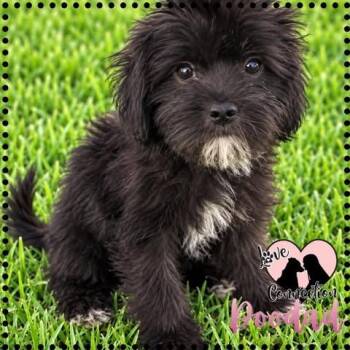 Doodad -  Havanese and Brussels Griffon Dog for Adoption in Gilbert, Arizona - Doodad | PetCurious