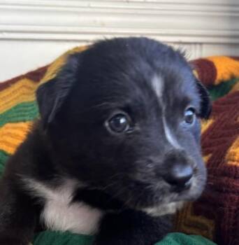 Black Labrador Retriever Dogs Available for Adoption in Andover, Massachusetts - Twig Skates ~ Local Girl | PetCurious