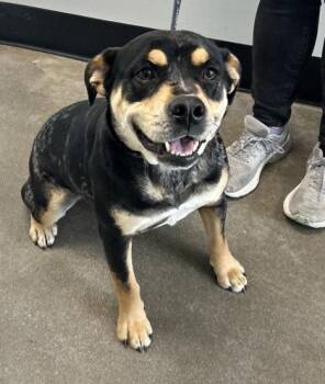 Mixed Breed Dogs Available for Adoption in West Chester, Pennsylvania - Kate FKA Dog 2 | PetCurious
