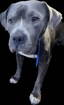 MIKE -  Pit Bull Terrier and Mixed Breed Dog for Adoption in Albuquerque, New Mexico - MIKE | PetCurious