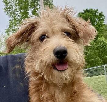 Scottish Terrier Dogs Available for Adoption in Glasgow, Kentucky - Haley | PetCurious