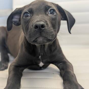 Vader -  Pit Bull Terrier Dog for Adoption in Watertown, New York - Vader | PetCurious