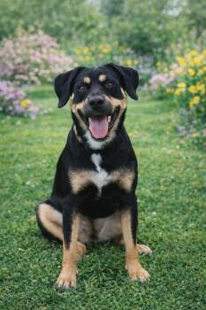 Shepherd and Coonhound Dogs Available for Adoption - Gretchen - Graduating From Pups 4 Parole!!!!!!! | PetCurious