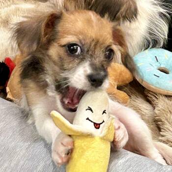 Colette — Your Tiny 4lbs Ray of Sunshine -  Papillon and Chihuahua Dog for Adoption in Houston, Texas - Colette — Your Tiny 4lbs Ray Of Sunshine | PetCurious