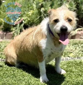 Flossie COH -  Parson Russell Terrier and Border Terrier Dog for Adoption in Inglewood, California - Flossie COH | PetCurious