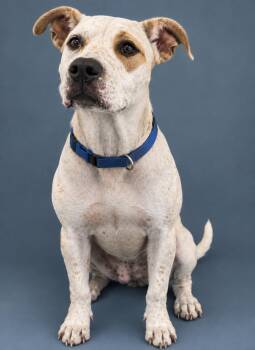 Speck -  Mixed Breed Dog for Adoption in Wooster, Ohio - Speck | PetCurious