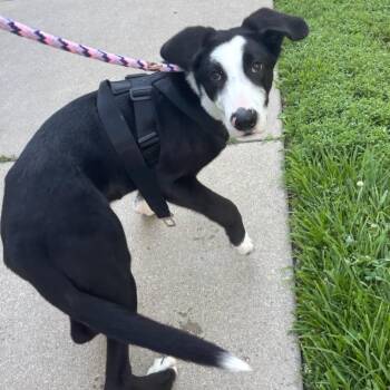 Frogger -  Border Collie Dog for Adoption in Belleville, Illinois - Frogger | PetCurious