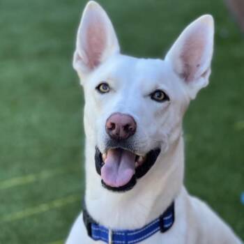 Shepherd Dogs Available for Adoption in San Diego, California - Cooper Dooper | PetCurious