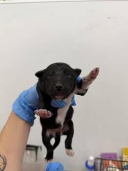 RHYMES -  German Shepherd Dog Dog for Adoption in San Bernardino, California - RHYMES | PetCurious