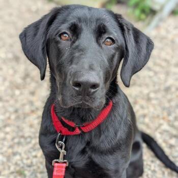 June -  Mixed Breed Dog for Adoption in West Olive, Michigan - June | PetCurious