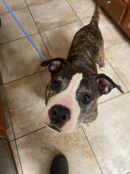 Bon Bon -  Mixed Breed Dog for Adoption in Cincinnati, Ohio - Bon Bon | PetCurious