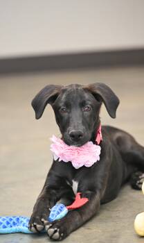 Rescue Black Labrador Retriever Dogs for Adoption - Carly | PetCurious