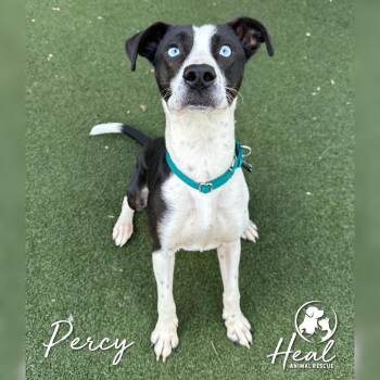 Border Collie and Mixed Breed Dogs Available for Adoption in Youngwood, Pennsylvania - Percy | PetCurious