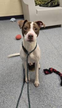Pit Bull Terrier and Hound Dogs Available for Adoption in Westland, Michigan - Steve The Pirate | PetCurious