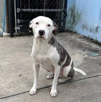 Rescue Mixed Breed Dogs for Adoption in Palmetto, Florida - RYMINGTON | PetCurious