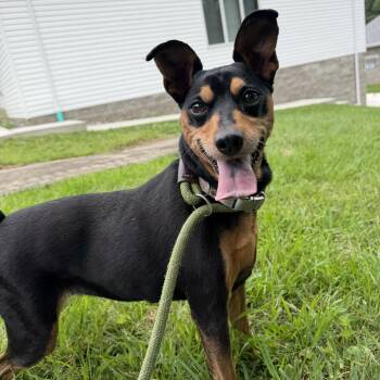 Aira -  Miniature Pinscher Dog for Adoption in Latrobe, Pennsylvania - Aira | PetCurious