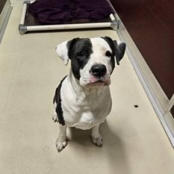 Rescue Pit Bull Terrier Dogs for Adoption in Phoenixville, Pennsylvania - Harriet | PetCurious