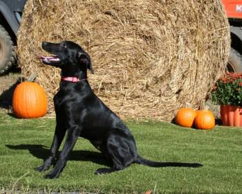 Rescue Labrador Retriever and Hound Dogs for Adoption in Gillsville, Georgia - Jill | PetCurious