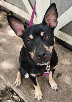 Rebel -  Mixed Breed and Australian Cattle Dog Blue Heeler Dog for Adoption in Liberty Center, Ohio - Rebel | PetCurious