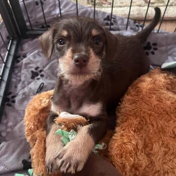 Curious George -  Terrier Dog for Adoption in Olathe, Kansas - Curious George | PetCurious