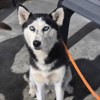 Siberian Husky and Husky Dogs Available for Adoption - Violet | PetCurious