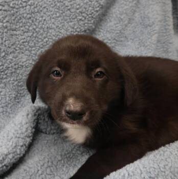 Shepherd Dogs Available for Adoption - Fable | PetCurious