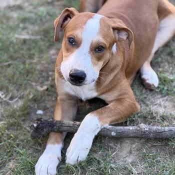 Hank the Tank -  Great Pyrenees and Hound Dog for Adoption in Atlanta, Texas - Hank The Tank | PetCurious