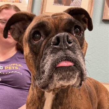 Tink -  Boxer and English Bulldog Dog for Adoption in Tempe, Arizona - Tink | PetCurious