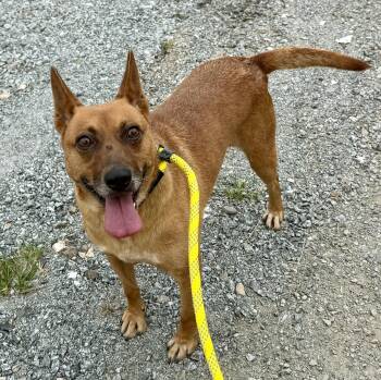 Grumbles -  Feist and Mountain Cur Dog for Adoption in Sparta, North Carolina - Grumbles | PetCurious