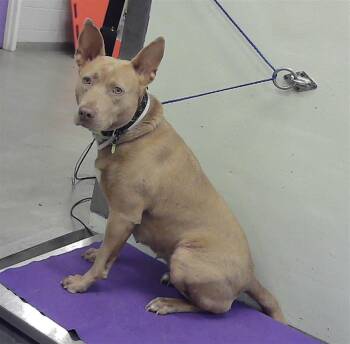 Staffordshire Bull Terrier and Mixed Breed Dogs Available for Adoption in Houston, Texas - MAGY | PetCurious