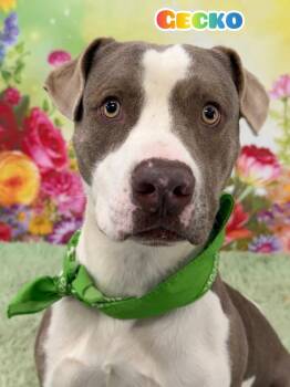 Mixed Breed Dogs Available for Adoption in Flint, Michigan - Gecko | PetCurious