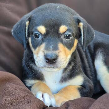 Rescue Chihuahua and Terrier Dogs for Adoption in San Diego, California - Royal Pup - Catherine | PetCurious