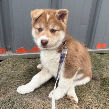 Husky and Mixed Breed Dogs Available for Adoption in Clavet, Saskatchewan - Squirrel | PetCurious