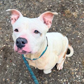 Pit Bull Terrier Dogs Available for Adoption - Sugar | PetCurious