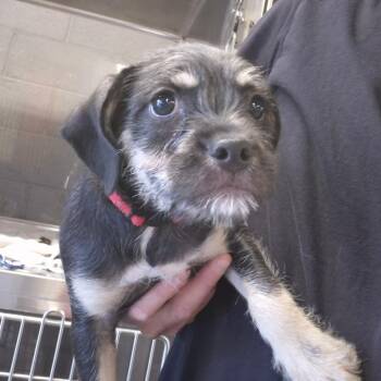 Oro -  Terrier and Mixed Breed Dog Available for Adoption in Yuma, Arizona - Oro | PetCurious