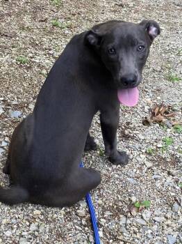 Maleah -  Mixed Breed Dog for Adoption in Taycheedah, Wisconsin - Maleah | PetCurious