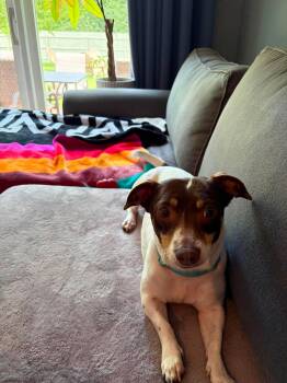 Ruthie -  Dachshund and Chihuahua Dog for Adoption in Elgin, Illinois - Ruthie | PetCurious