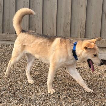 Mixed Breed Dogs Available for Adoption in Kokomo, Indiana - Duke | PetCurious