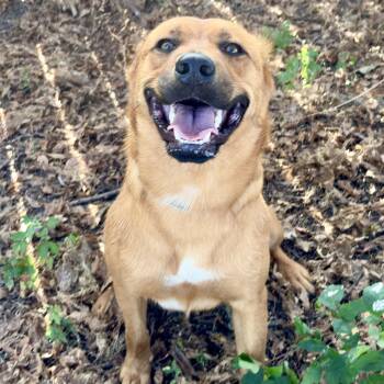 Street -  Mixed Breed Dog for Adoption in Justin, Texas - Street | PetCurious