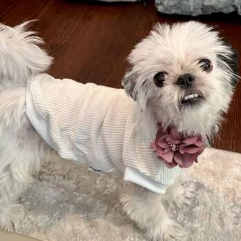 Apple -  Shih Tzu and Mixed Breed Dog for Adoption in Mead, Colorado - Apple | PetCurious
