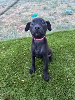 Danielle -  Terrier Dog for Adoption in Colorado Springs, Colorado - Danielle | PetCurious