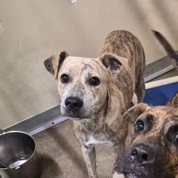 Linny -  Catahoula Leopard Dog and Terrier Dog for Adoption in Hattiesburg, Mississippi - Linny | PetCurious