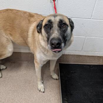 Anatolian Shepherd and Belgian Shepherd Malinois Dogs Available for Adoption - Shakira | PetCurious