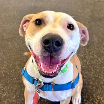 Harley -  American Staffordshire Terrier Dog for Adoption in Walnut Creek, California - Harley | PetCurious
