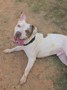 KOZY -  American Bulldog Dog for Adoption in York, South Carolina - KOZY | PetCurious