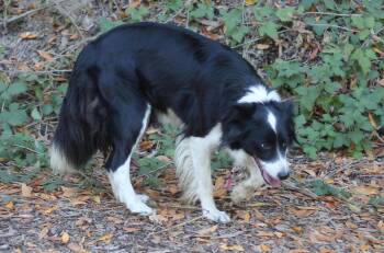 Blaze -  Border Collie Dog for Adoption in Paso Robles, California - Blaze | PetCurious