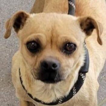 Mixed Breed Dogs Available for Adoption in Las Cruces, New Mexico - 105771 | PetCurious