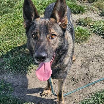Eugene -  German Shepherd Dog Dog for Adoption in Plainfield, Illinois - Eugene | PetCurious