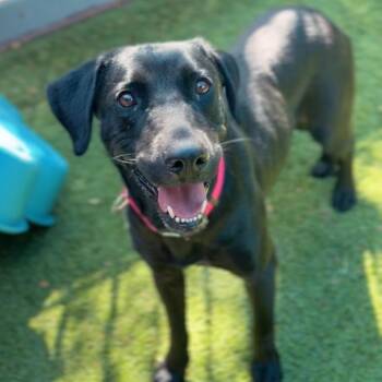 Bella Marie -  Black Labrador Retriever Dog for Adoption in Los Angeles, California - Bella Marie | PetCurious
