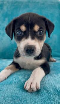 Husky Dogs Available for Adoption - Willow | PetCurious